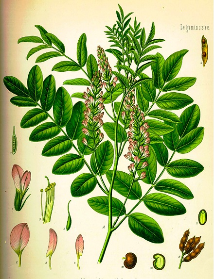 Glycyrrhiza glabra L.